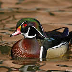 Wood Duck