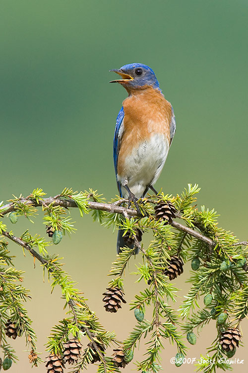 Eastern Bluebird