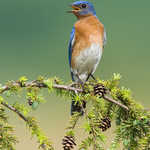 Eastern Bluebird