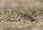 Lapland Longspur