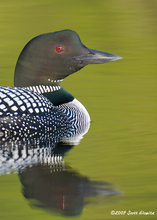 Common Loon