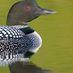 Common Loon