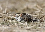 Lapland Longspur