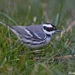 Black-throated Gray Warbler