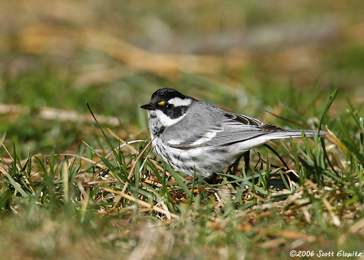 Black-throated Gray Warbler