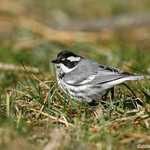 Black-throated Gray Warbler