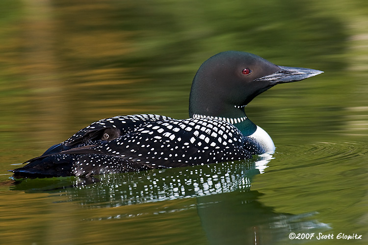 Common Loon