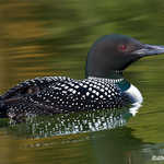 Common Loon