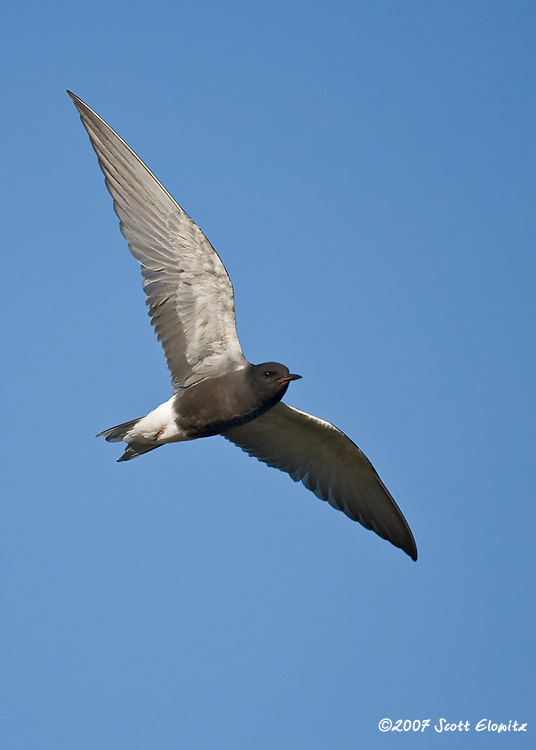 Black Tern