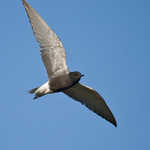 Black Tern