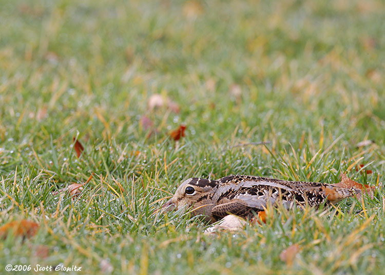 American Woodcock