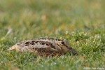 American Woodcock