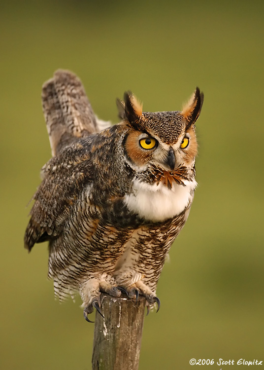 Great Horned Owl