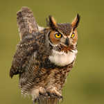 Great Horned Owl