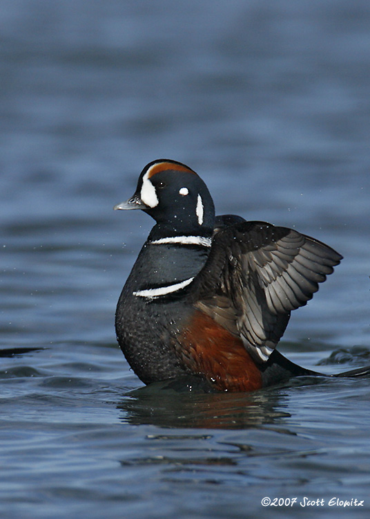 Harlequin Duck