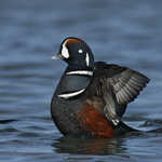 Harlequin Duck