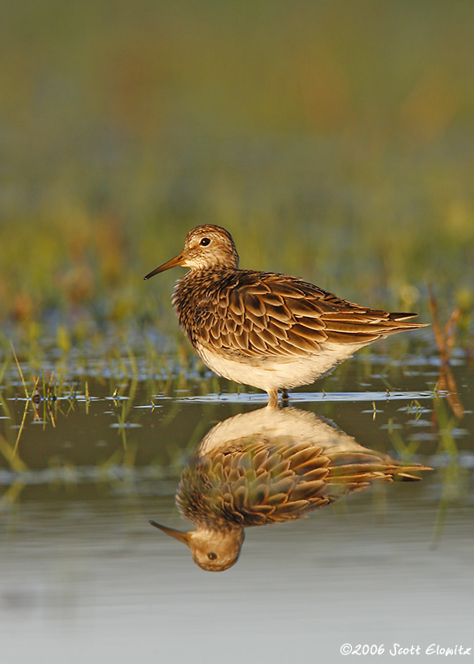 Pectoral Sandpiper