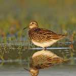 Pectoral Sandpiper