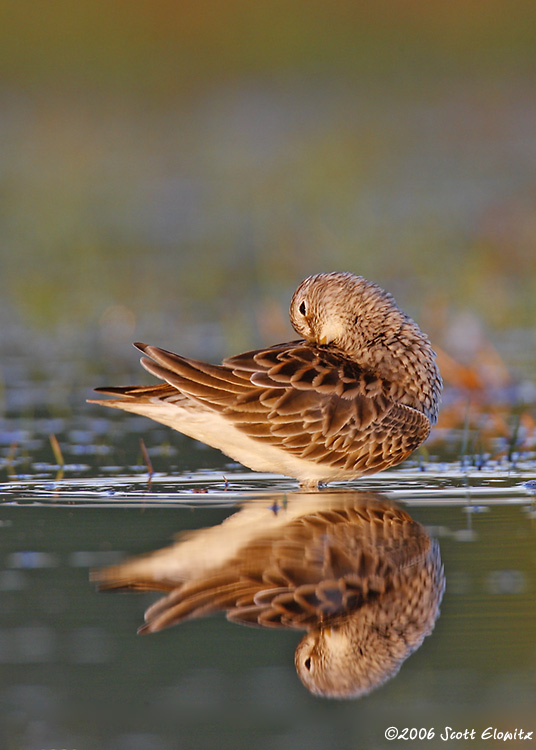 Pectoral Sandpiper