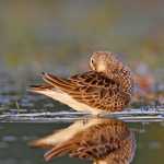 Pectoral Sandpiper