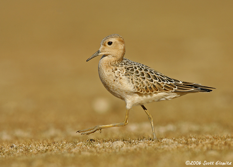 Buff-breasted Sandpiper