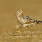 Buff-breasted Sandpiper