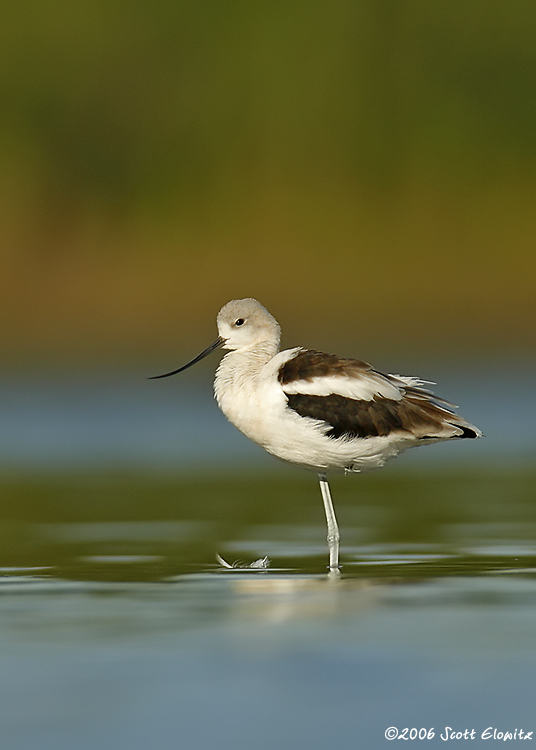 American Avocet