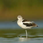 American Avocet