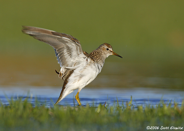 Pectoral Sandpiper