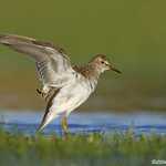 Pectoral Sandpiper