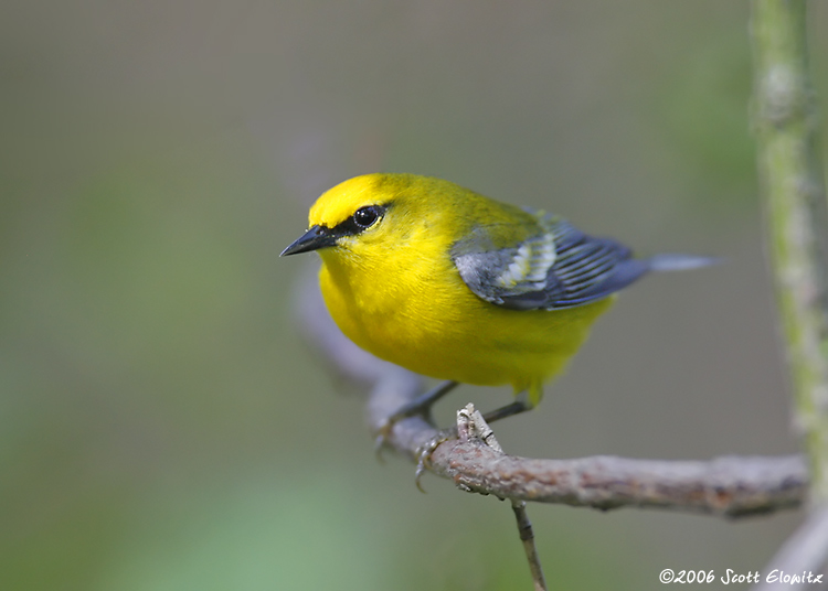 Blue-winged Warbler