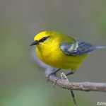 Blue-winged Warbler