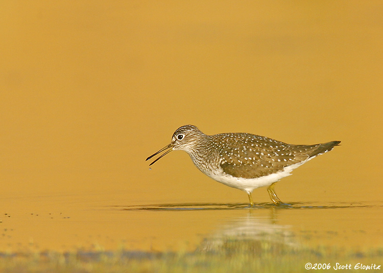 Solitary Sandpiper