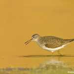 Solitary Sandpiper