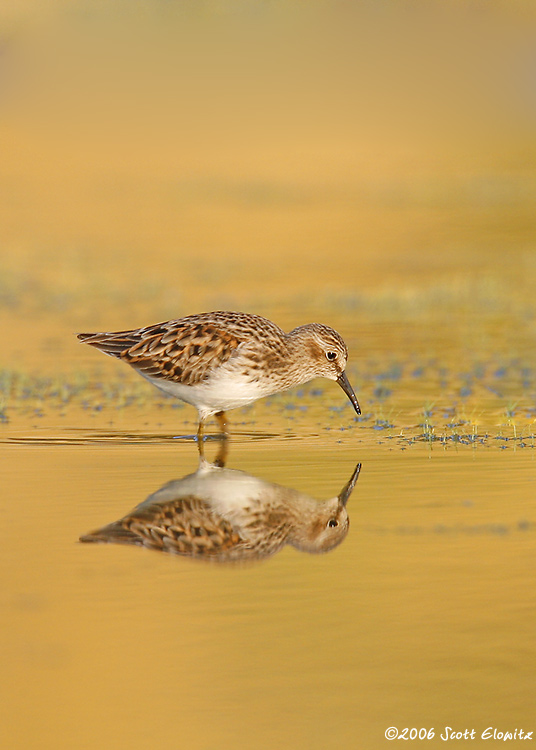 Least Sandpiper