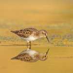 Least Sandpiper