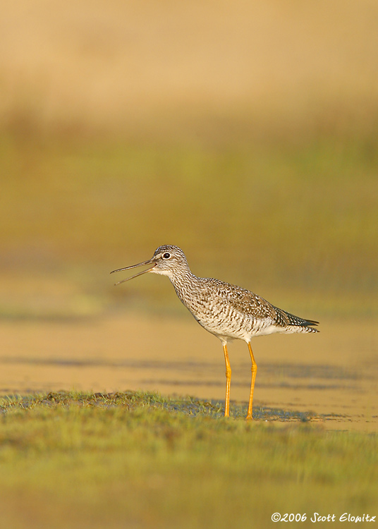 Greater Yellowlegs