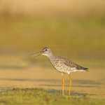 Greater Yellowlegs