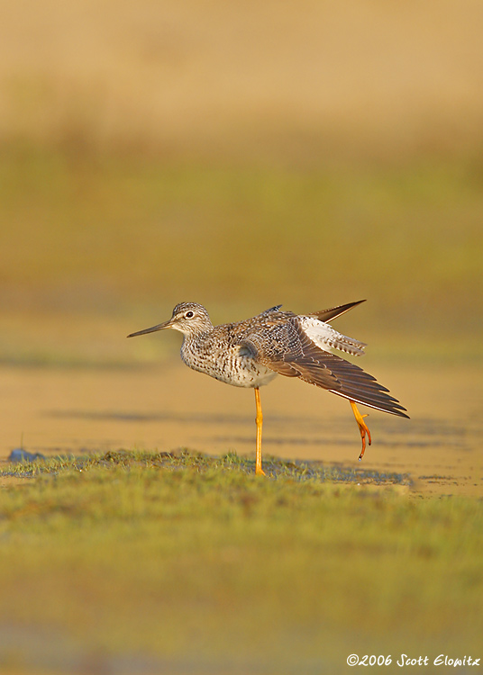 Greater Yellowlegs