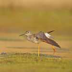 Greater Yellowlegs