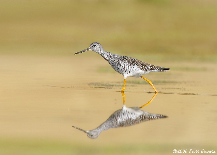 Greater Yellowlegs