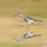 Greater Yellowlegs