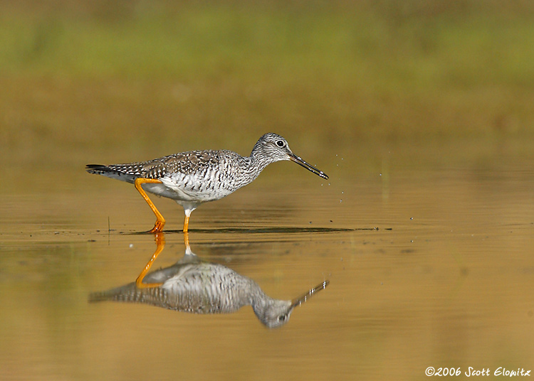 Greater Yellowlegs