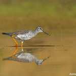 Greater Yellowlegs