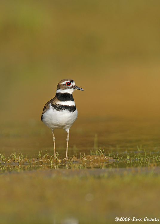 Killdeer