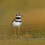 Killdeer