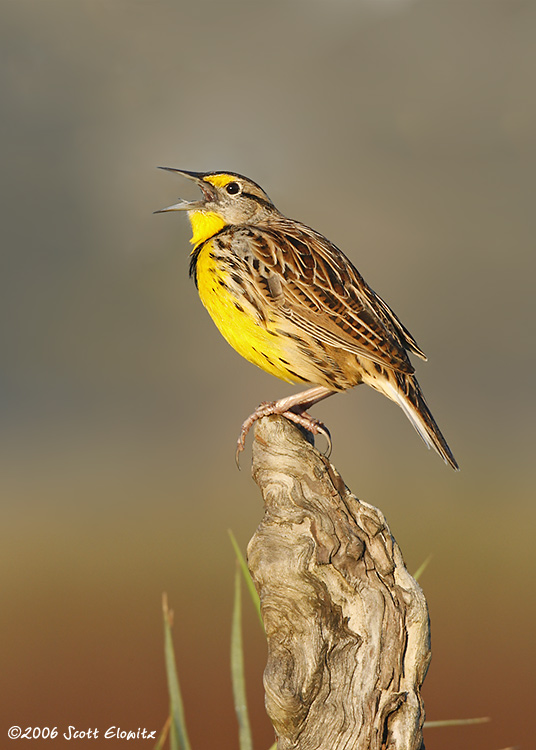 Eastern Meadowlark