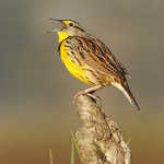 Eastern Meadowlark