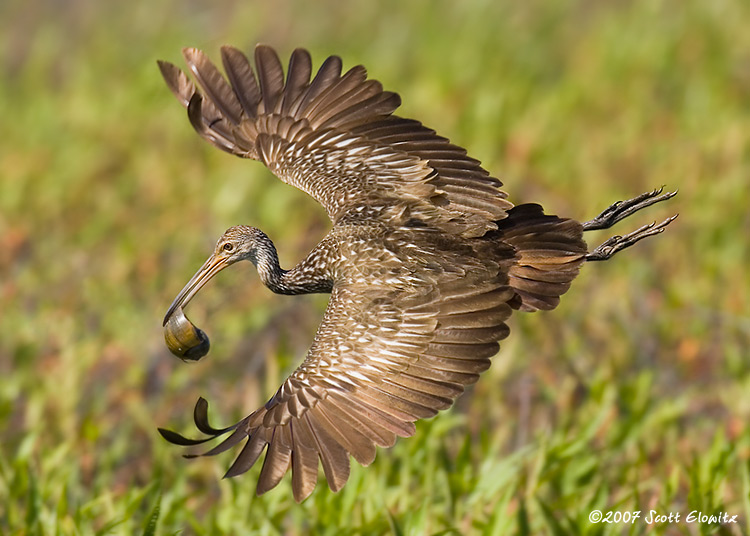 Limpkin