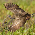 Limpkin